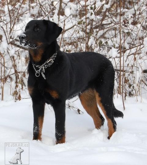 Beauceron (též francouzský ovčácký pes, Beaucký ovčák)