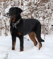 Beauceron (též francouzský ovčácký pes, Beaucký ovčák)