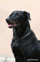 Beauceron (též francouzský ovčácký pes, Beaucký ovčák)