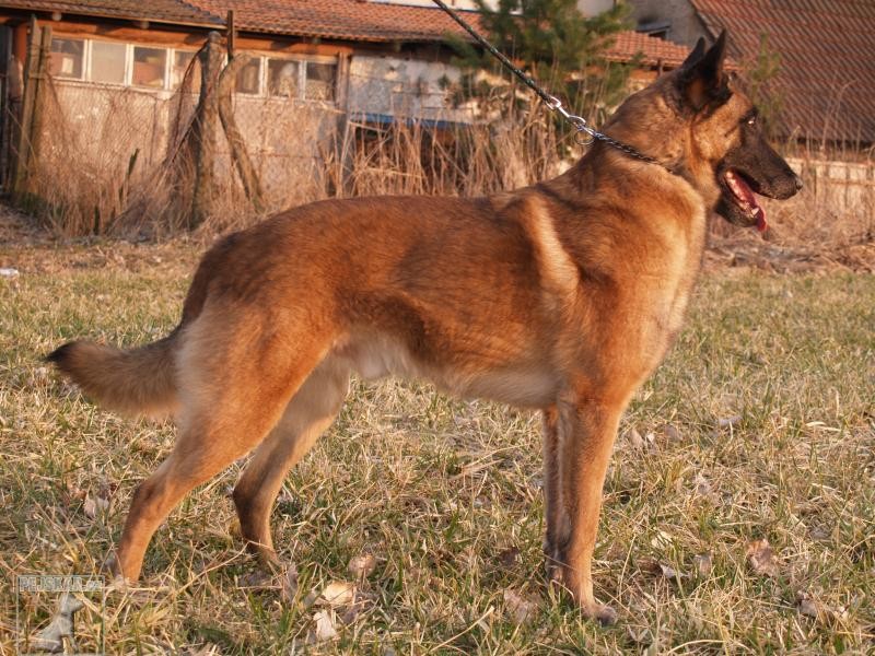 Belgický ovčák - Malinois