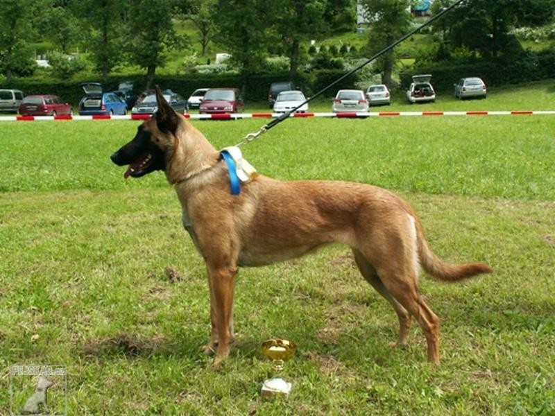 Belgický ovčák - Malinois