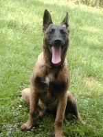 Belgický ovčák - Malinois