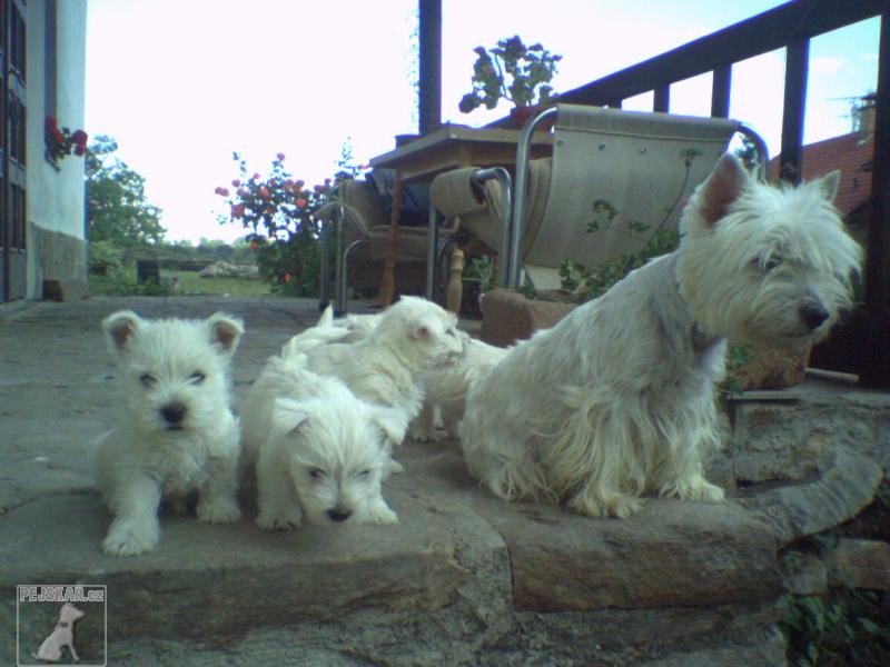 West Highland White teriér