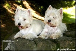 West Highland White teriér