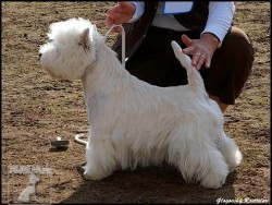 West Highland White teriér