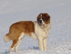 Bernardýn (Svatobernardský pes)