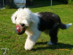 Bobtail  (též Staroanglický ovčák)