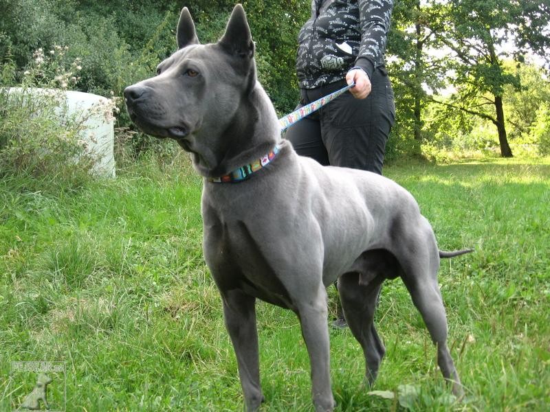 Thajský ridgeback