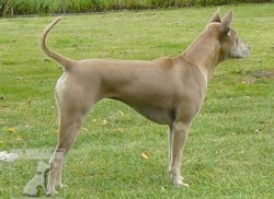 Thajský ridgeback