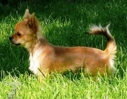Čivava  (Chihuahua)