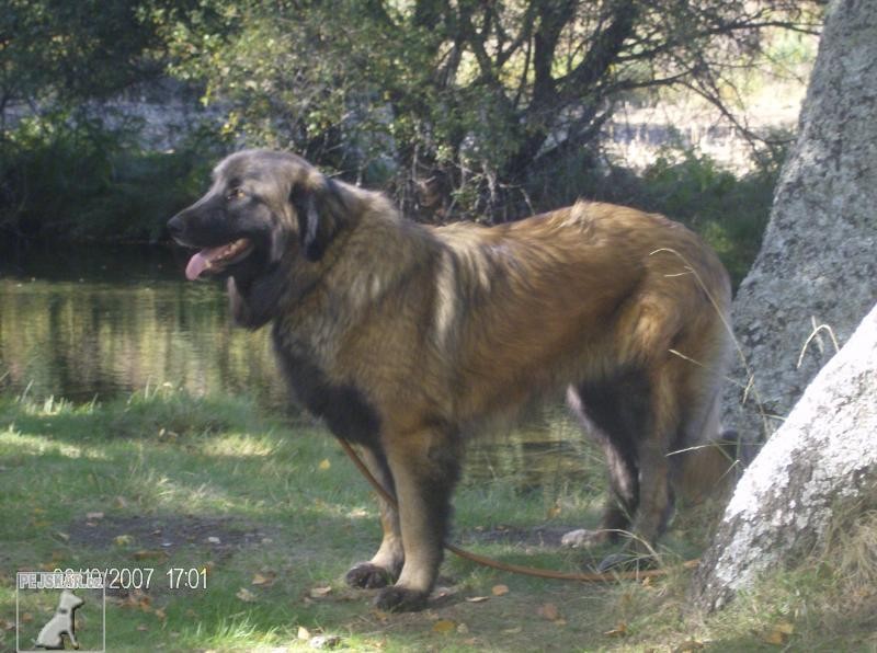 Estrelský pastevecký pes