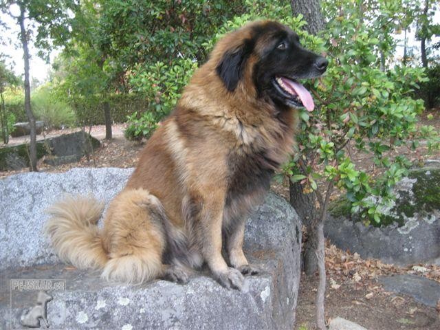 Cao da Serra da Estrela