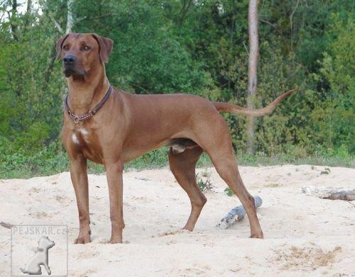 Rhodéský ridgeback