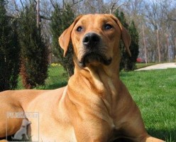 Rhodéský ridgeback