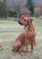 Rhodéský ridgeback