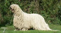 Komondor