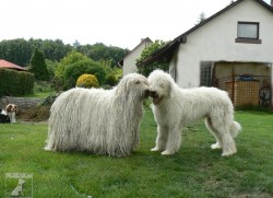 Komondor