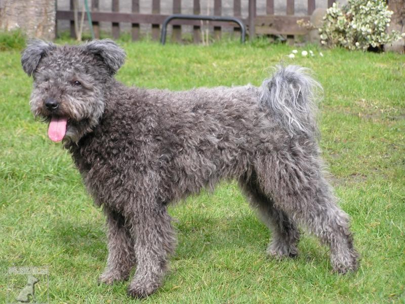 Pumi