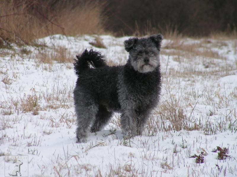 Pumi