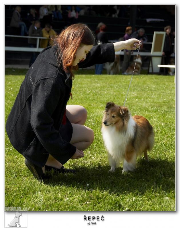 Sheltie