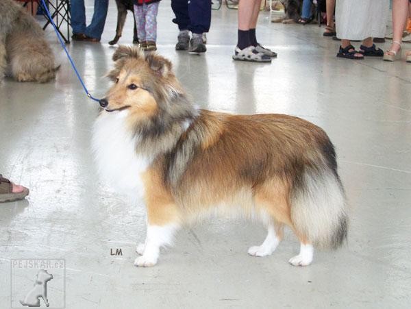 Sheltie