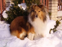 Sheltie