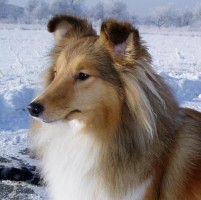 Sheltie