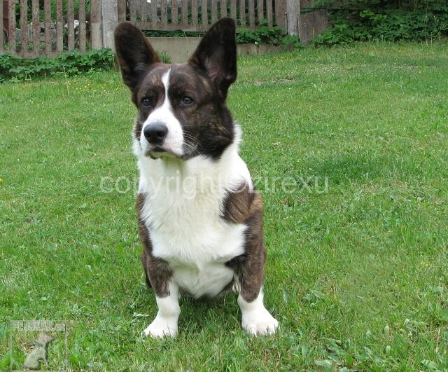 Welsh Corgi Cardigan