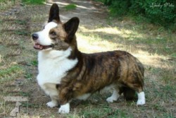 Welsh Corgi Cardigan