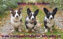 Welsh Corgi Cardigan