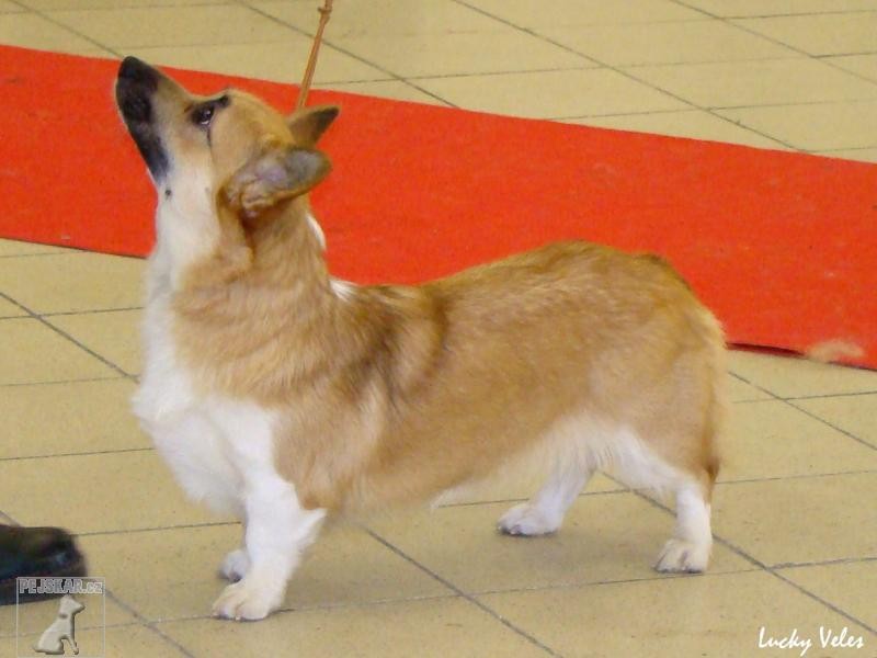 Welsh Corgi Pembroke