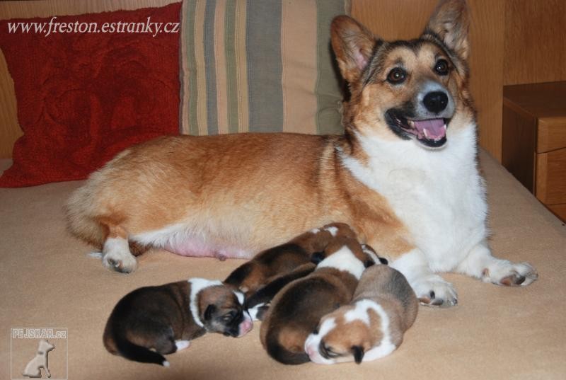 Welsh Corgi Pembroke