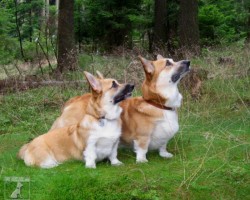 Welsh Corgi Pembroke