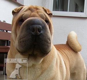 Šarpej (Shar-pei)