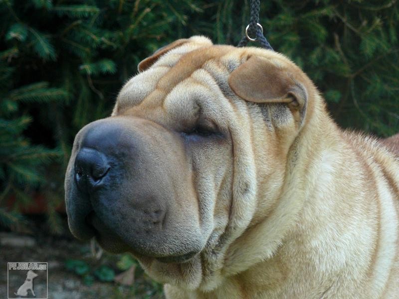 Šarpej (Shar-pei)