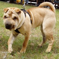 Šarpej (Shar-pei)