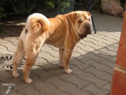 Šarpej (Shar-pei)