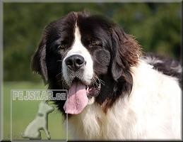 Landseer