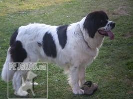 Landseer