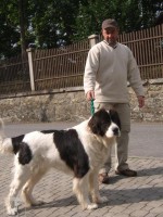 Landseer