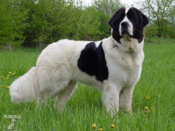 Landseer