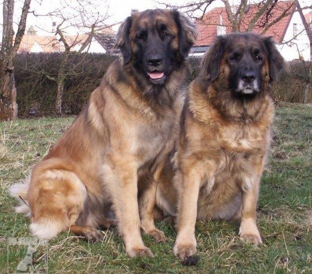 Leonberger