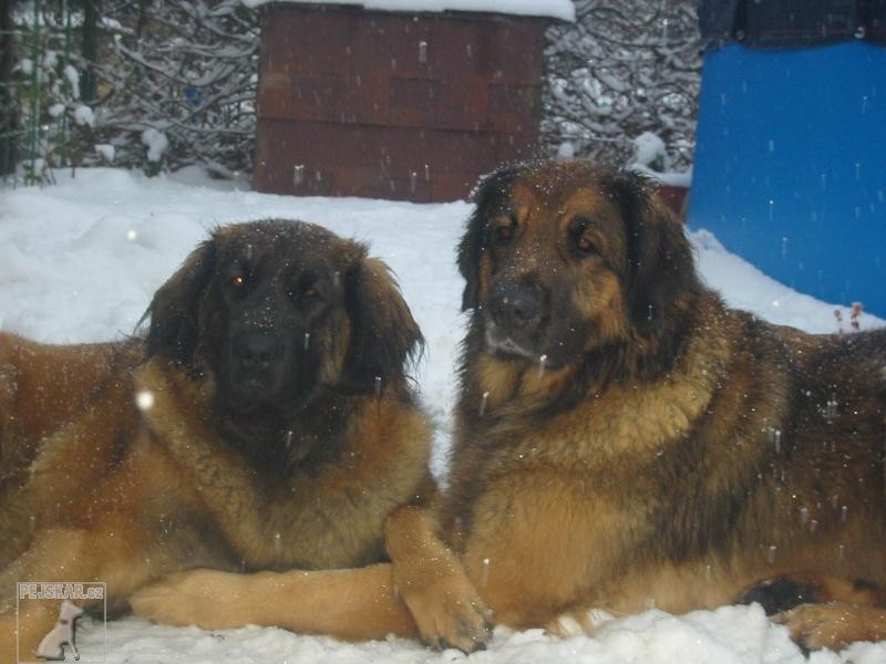 Leonberger