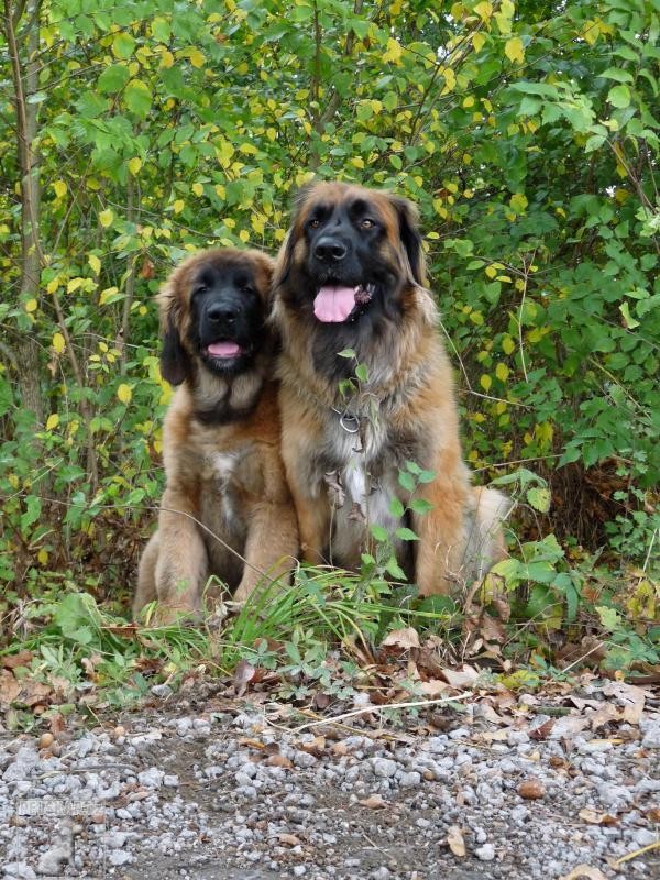 Leonberger