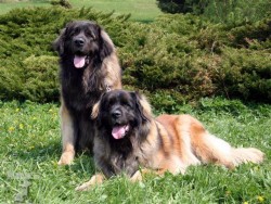 Leonberger