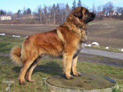 Leonberger