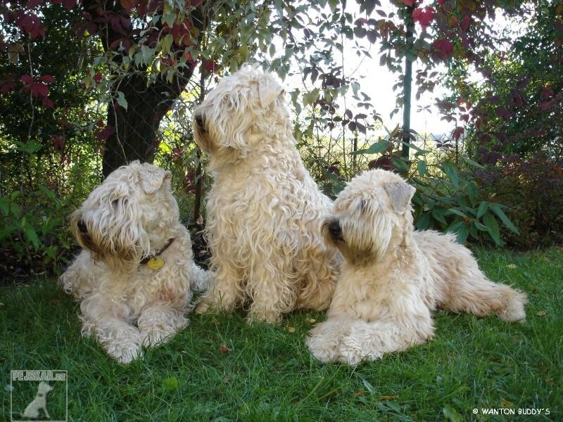 Irish soft coated wheaten teriér