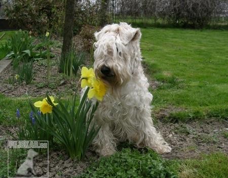 Irish soft coated wheaten teriér