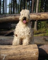 Irish soft coated wheaten teriér