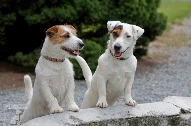 Jack Russell teriér